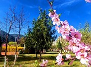 【图文】春日限定浪漫