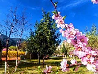 2026-04-14 【图文】春日限定浪漫